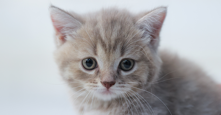 Kedilerin 5 kuşak atası "şecerelendirme" ile kayıt altına alınıyor... Ankara Kedisi özellikleri ile dikkati çekiyor!..