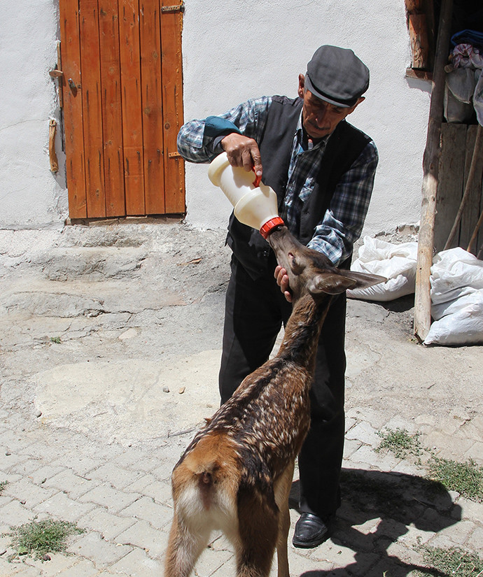 Ankara'da çobanların bulduğu yaralı geyik yavrusu tedavi edildi