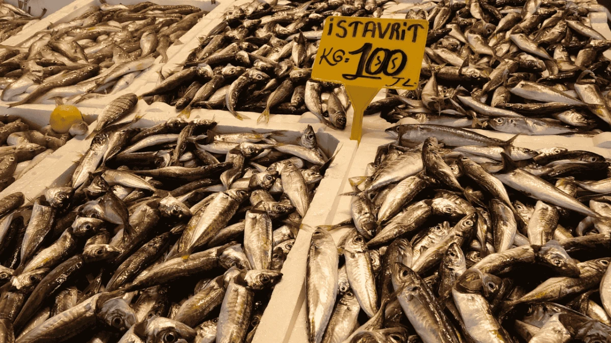 Karadeniz’de av sezonu açıldı: Tezgahlar istavrit ve hamsiyle şenlendi