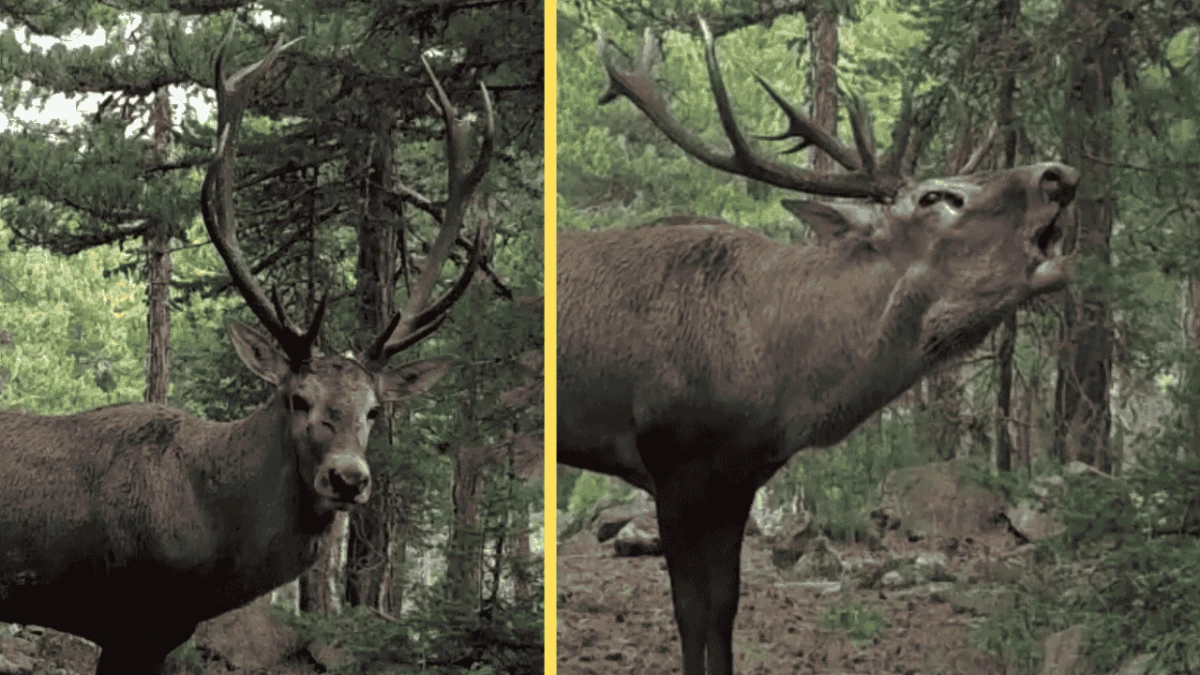 Kızılgeyik unutulmaz bir bakış attı