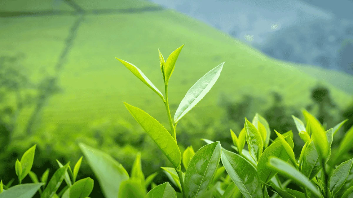 Lipton Türkiye faaliyetlerine son verdi!