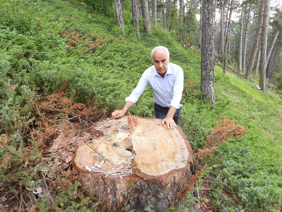 Nevzat Ceylan, Nallıhan’daki anıt ağaç katliamının peşini bırakmıyor