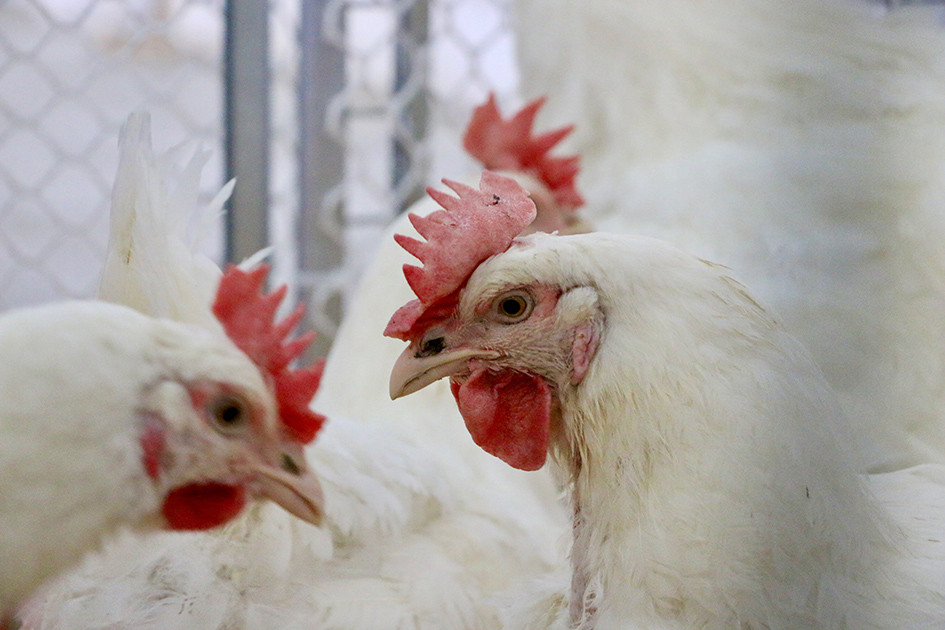 Yerli etlik damızlık tavuk "Anadolu-T" beyaz et sektörüne kazandırıldı