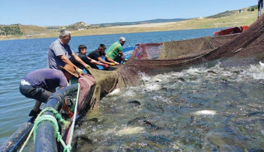 Yozgat’tan 36 Ülkeye Somon Balığı İhraç Ediliyor